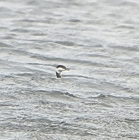 Ohrentaucher  - Krzysztof Wawrzyniak