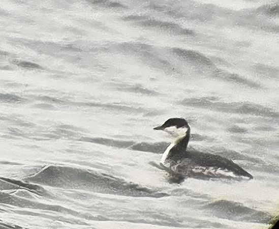 Grèbe esclavon  - Krzysztof Wawrzyniak