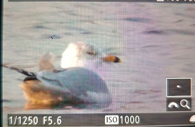 mewa delawarska  - Michał Polakowski