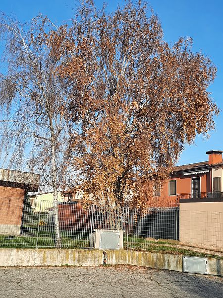 Gufo comune  - Bassano Riboni