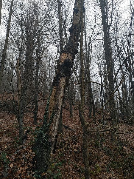 Picchio nero  - Daniele Baroni