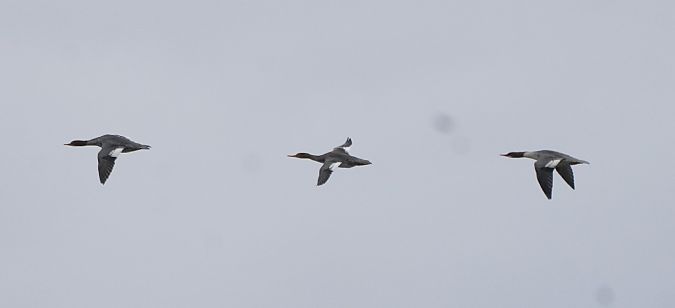 szlachar  - Monika Żochowska