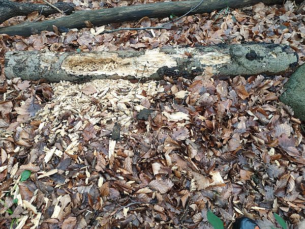 Picchio nero  - Daniele Baroni