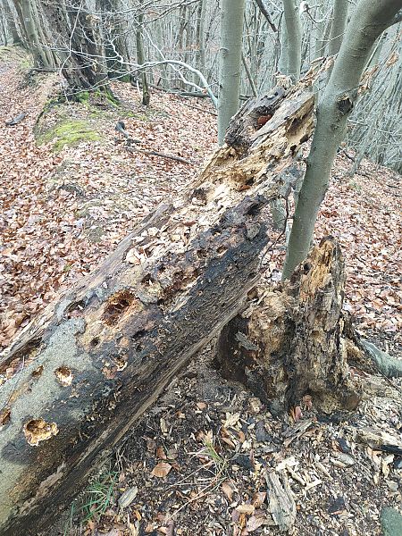 Picchio nero  - Daniele Baroni