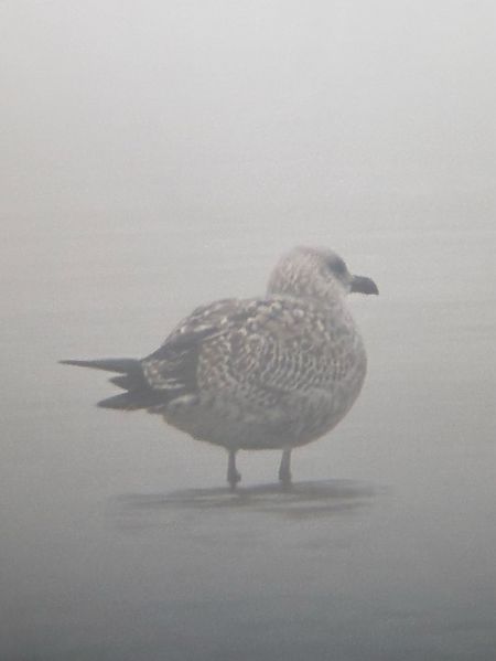 Goéland argenté  - Florian Billinger