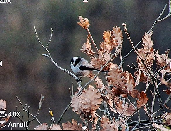 Codibugnolo  - Renato Cottalasso
