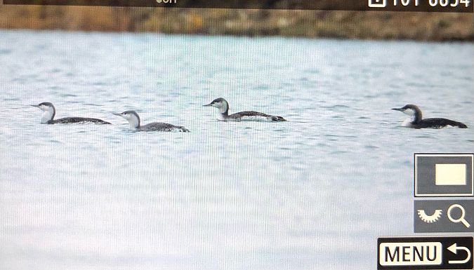 Plongeon catmarin  - Ryszard Dworak