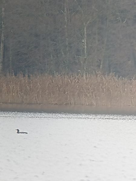 Black-throated Loon  - Oliwier Myka