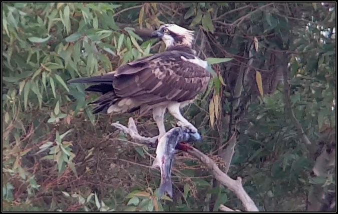 Falco pescatore  - Giuseppe Di Lieto