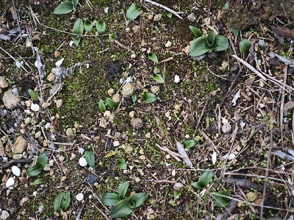 Ophrys lutea  - Alain Bultez