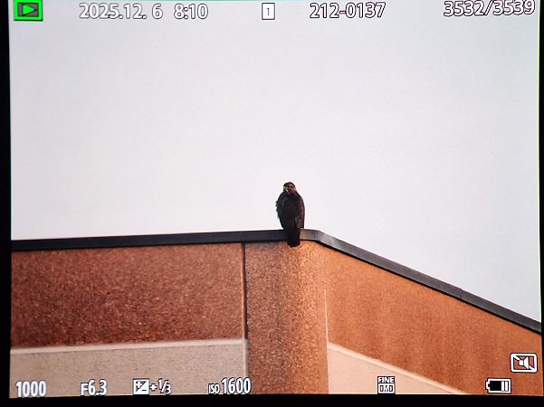 Poiana  - Renato Cottalasso