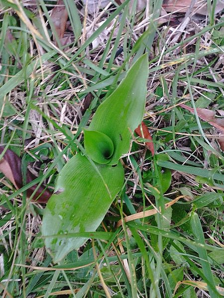 Himantoglossum robertianum  - Gérard Joseph