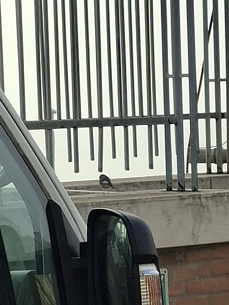 Codirosso spazzacamino  - Francesco Boscolo Camiletto