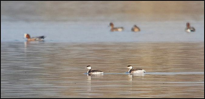 Svasso cornuto  - Giuseppe Di Lieto