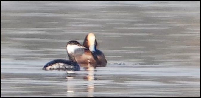 Svasso cornuto  - Giuseppe Di Lieto