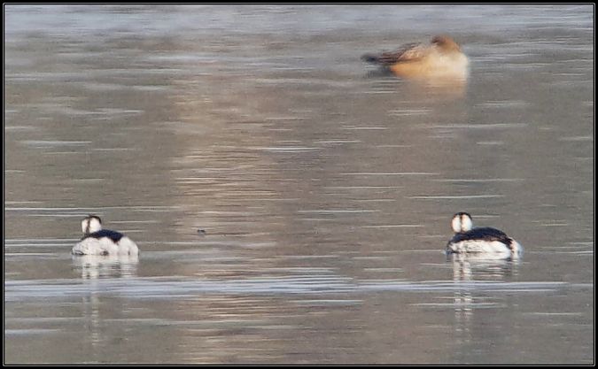 Svasso cornuto  - Giuseppe Di Lieto