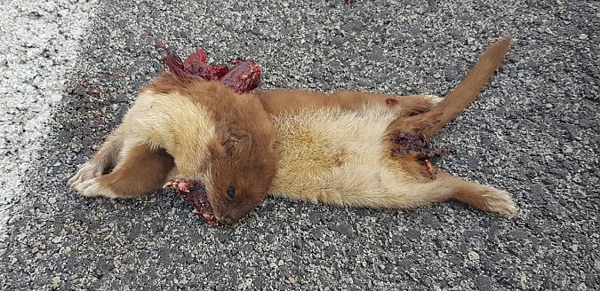 Donnola  - Giuseppe Di Lieto