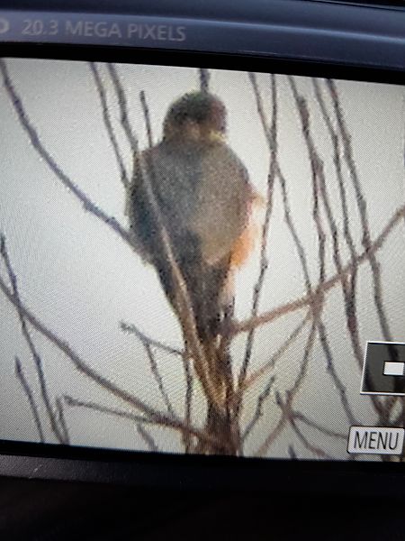 drzemlik  - Dariusz Piechota