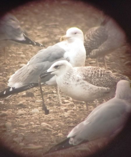 Gabbiano pontico  - Lorenza Venturini