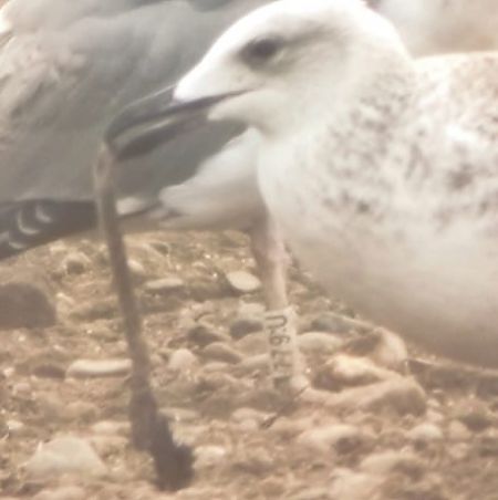 Gabbiano pontico  - Lorenza Venturini