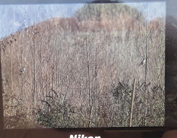 Pie-grièche grise  - Jessica Peruzzo