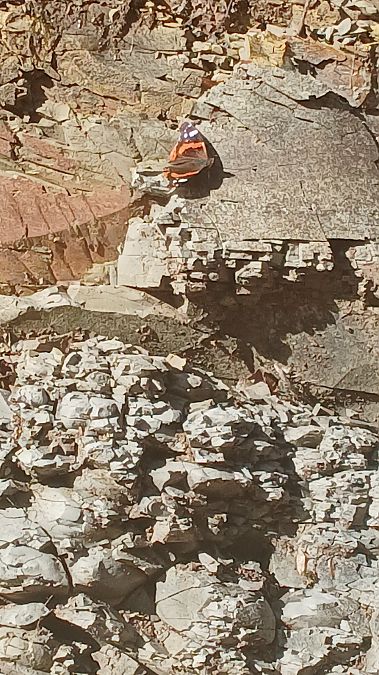 Vanessa atalanta  - Michela Tomasella (FVG)