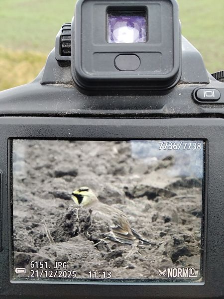 Ohrenlerche  - Andrzej Lipiński