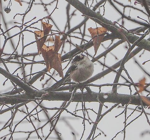 Mésange à longue queue  - Giovanni Grasso