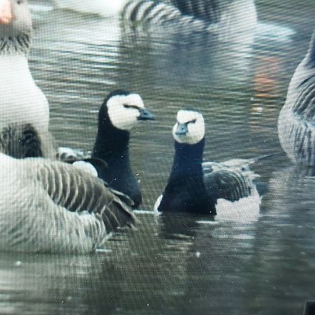 Bernache nonnette  - Jan Kotlarz