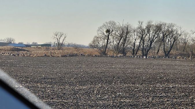 żuraw  - Anna Kamilewicz-Wicik