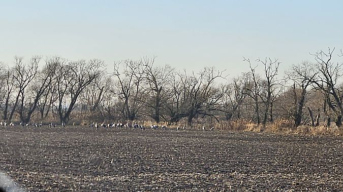 Kranich  - Anna Kamilewicz-Wicik