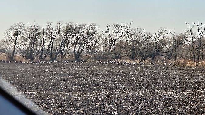 żuraw  - Anna Kamilewicz-Wicik