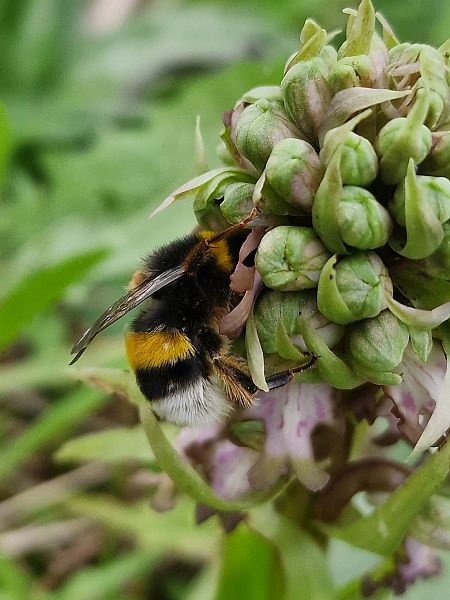 Himantoglossum robertianum  - Diane Raibaut