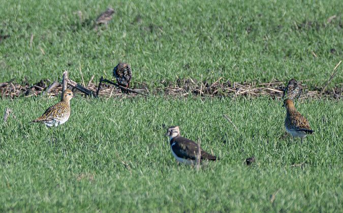 Piviere dorato  - Mauro Fenati