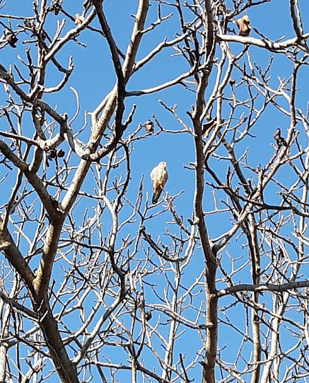 Gheppio  - Luca Reggiani