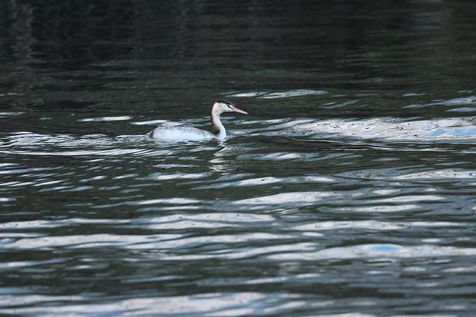 Svasso maggiore  - Adelfina Aldrovandi
