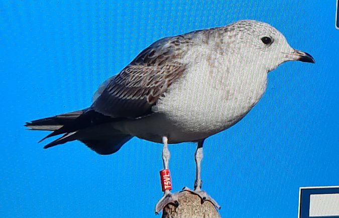 Gavina  - Paolo Zonta