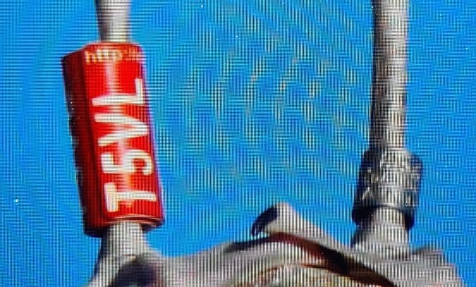 Sturmmöwe  - Paolo Zonta