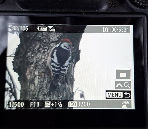 dzięcioł średni  - Tomasz Doroń