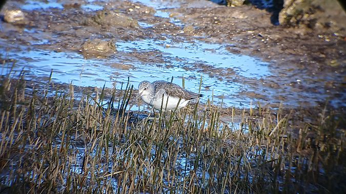 Kuliska zuria  - Fabien Calmettes