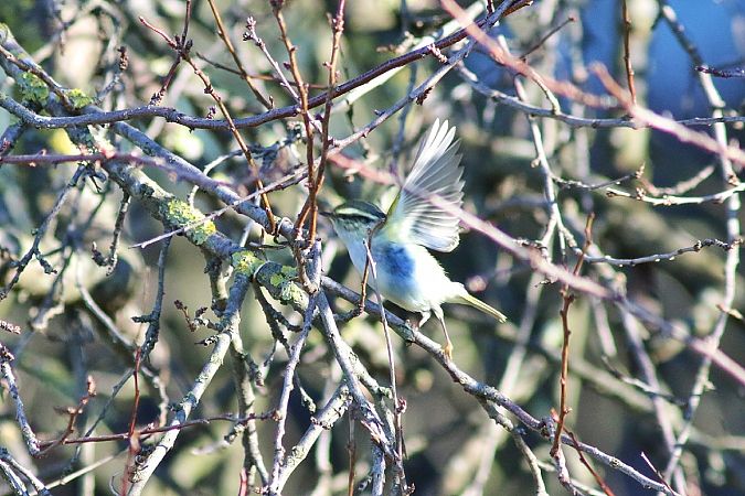 Luì di Pallas  - Stefano Sava