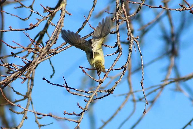 Luì di Pallas  - Stefano Sava
