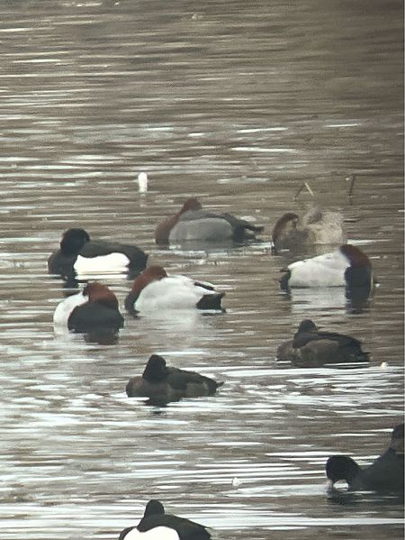 Hybride Fuligule milouin x nyroca  - Herta Mangeng