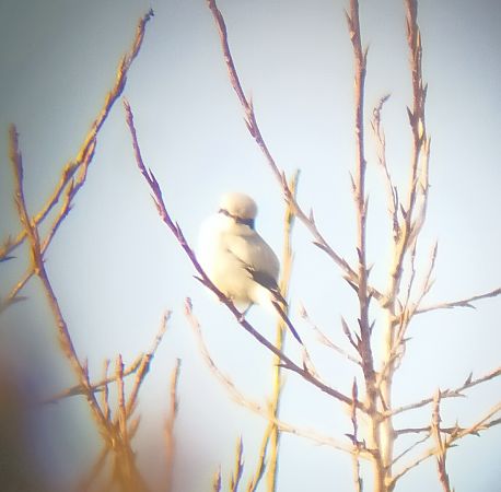 Averla maggiore  - Simone Balbo