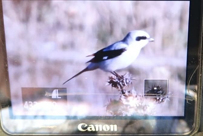 Averla maggiore  - Gianluca Congi
