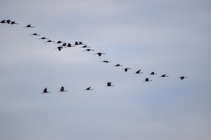 Grua  - Freddy Rivas