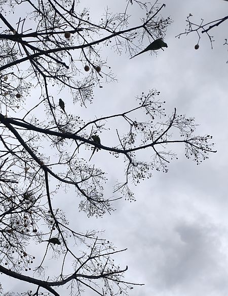 Parrocchetto dal collare  - Daniele Baroni