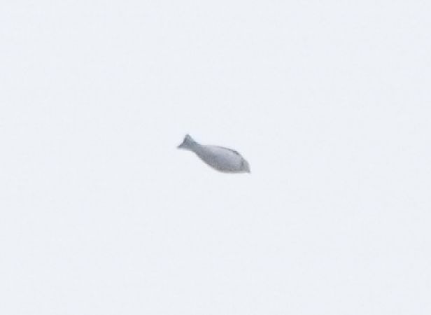 Bruant des neiges  - Monika Żochowska