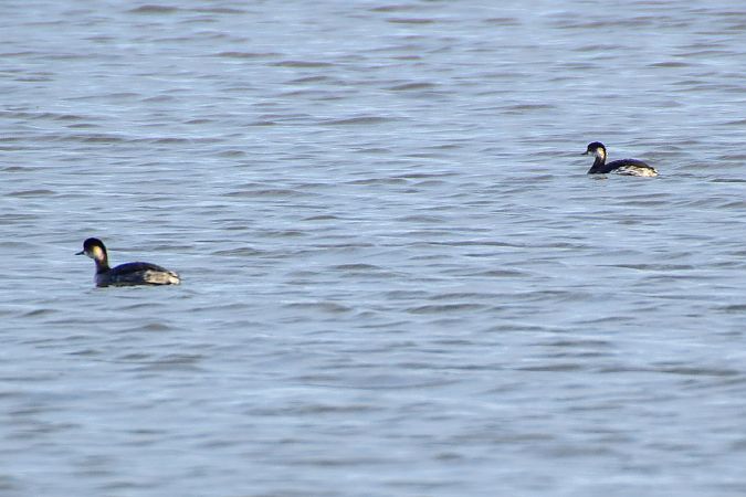 Cabussó collnegre  - Freddy Rivas
