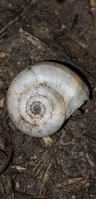 Xeropicta derbentina  - Michele Cento